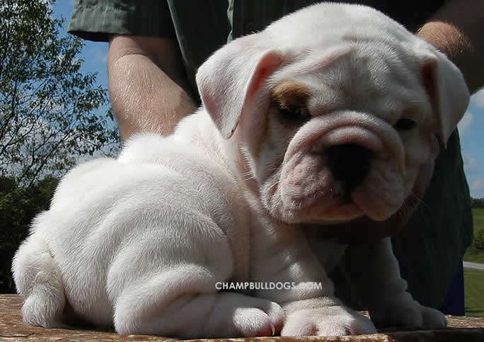 english bulldog puppies picture